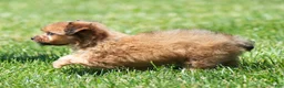 Yorkiepoo dogs for sale: Ranae - Ad 6