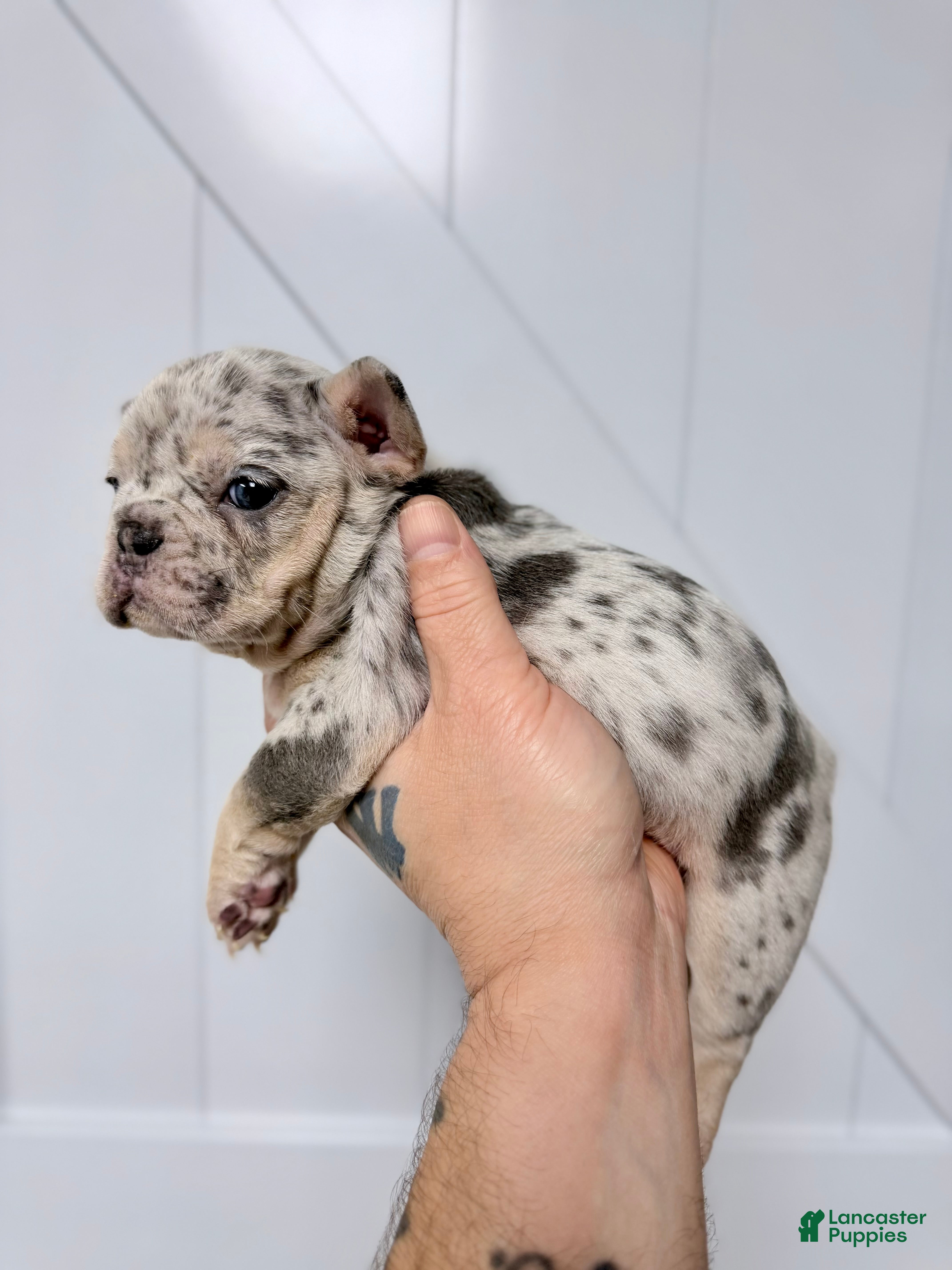 French Bulldog dogs French Bulldog Puppy 4 - Ad 1