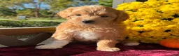 Mini Goldendoodle dogs for sale: Toto (Micro Mini Goldendoodle) - Ad 2