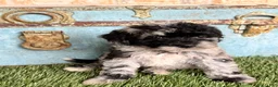 Mixed Breed dogs for sale: Shadow - Ad 5