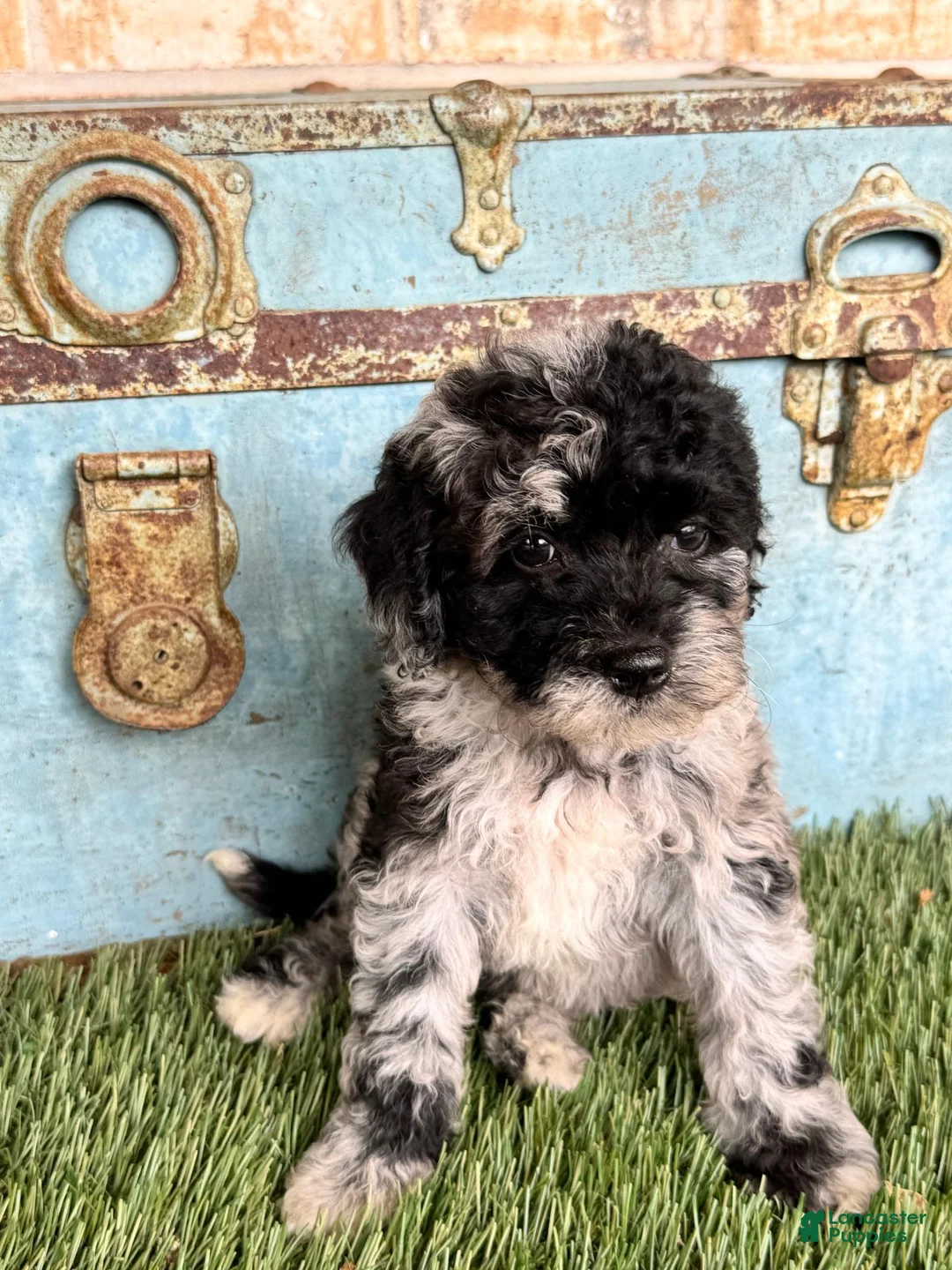 Mixed Breed dogs for sale: Shadow - Ad 5