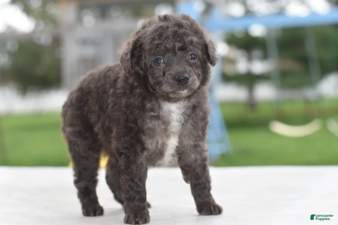 Cockapoo dogs for sale: Prince f1b  - Ad 2