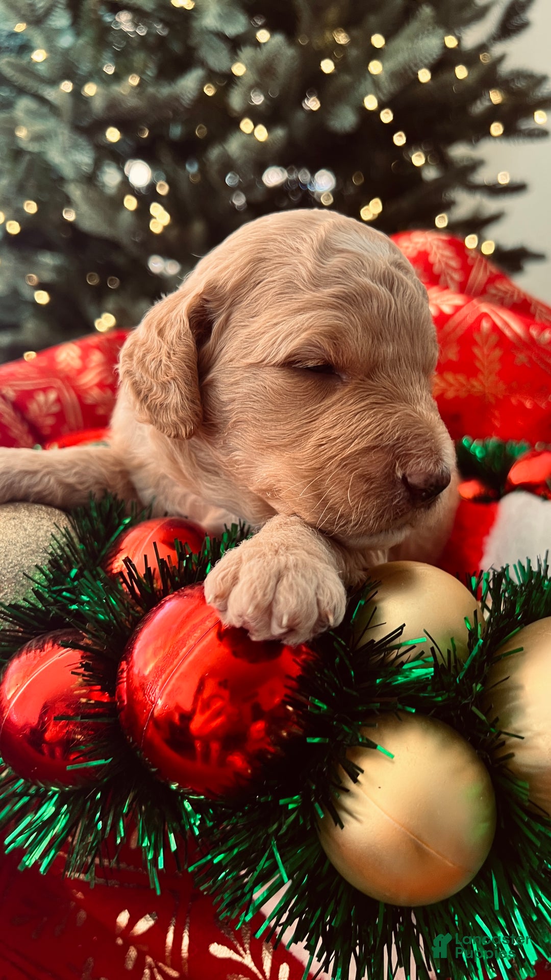 Goldendoodle dogs for sale: Luv – Apricot Medium Goldendoodle (F) – Service Dog Temperament Candidate - Ad 15