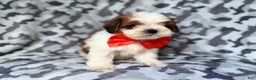Shihpoo dogs for sale: Chestnut - Ad 7