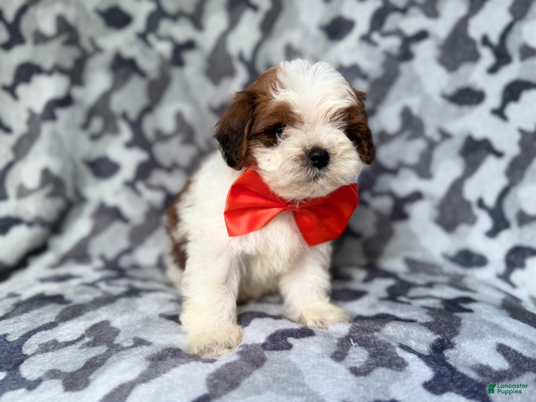 Shihpoo dogs for sale: Chestnut - Ad 7