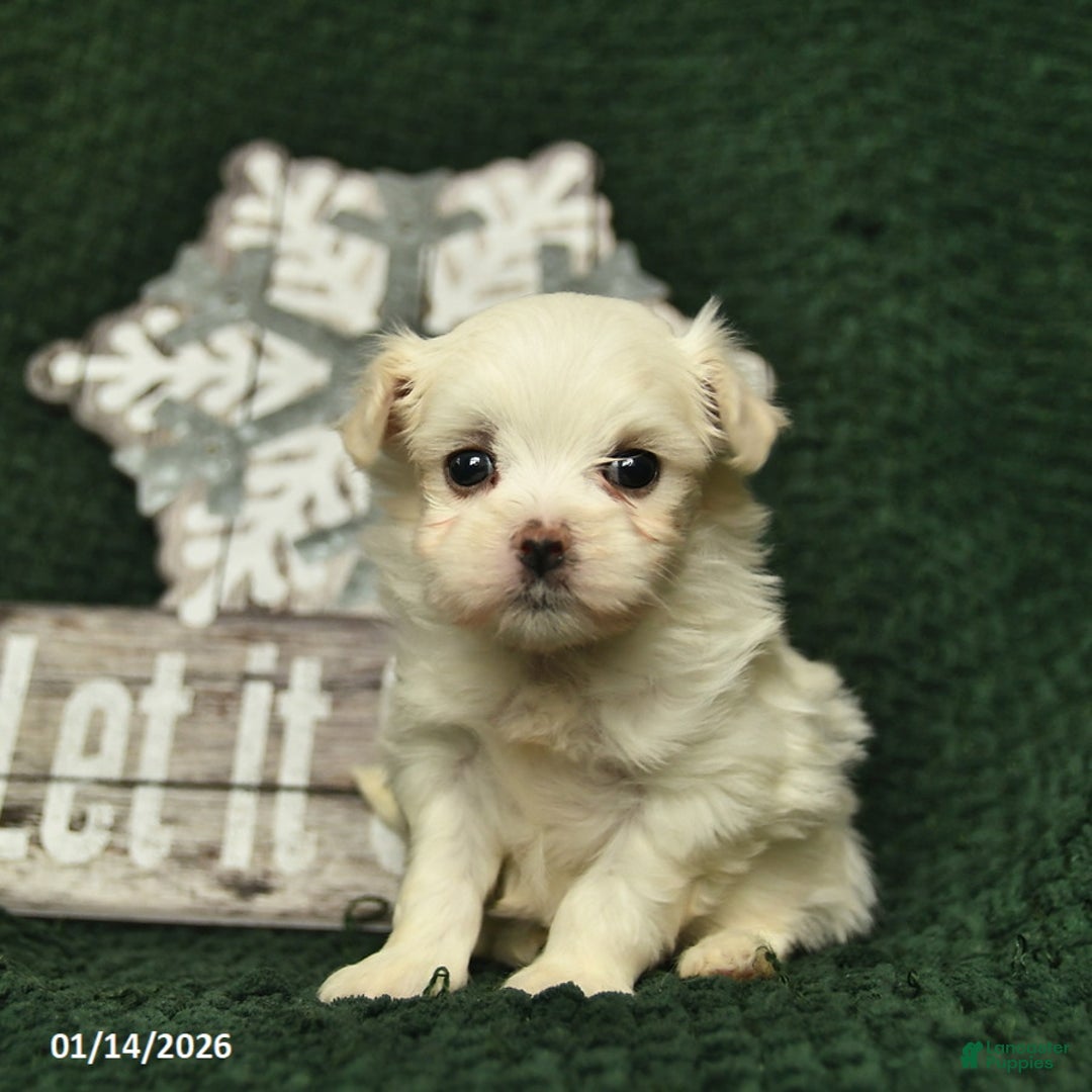 Maltese dogs for sale: Callie  - Ad 2