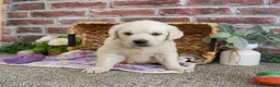 Golden Retriever dogs for sale: Tallulah - Ad 7