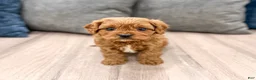 Cavapoo dogs for sale: Lucy - Ad 4