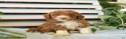 Miniature Poodle dogs for sale: Buttercup  - Ad 2