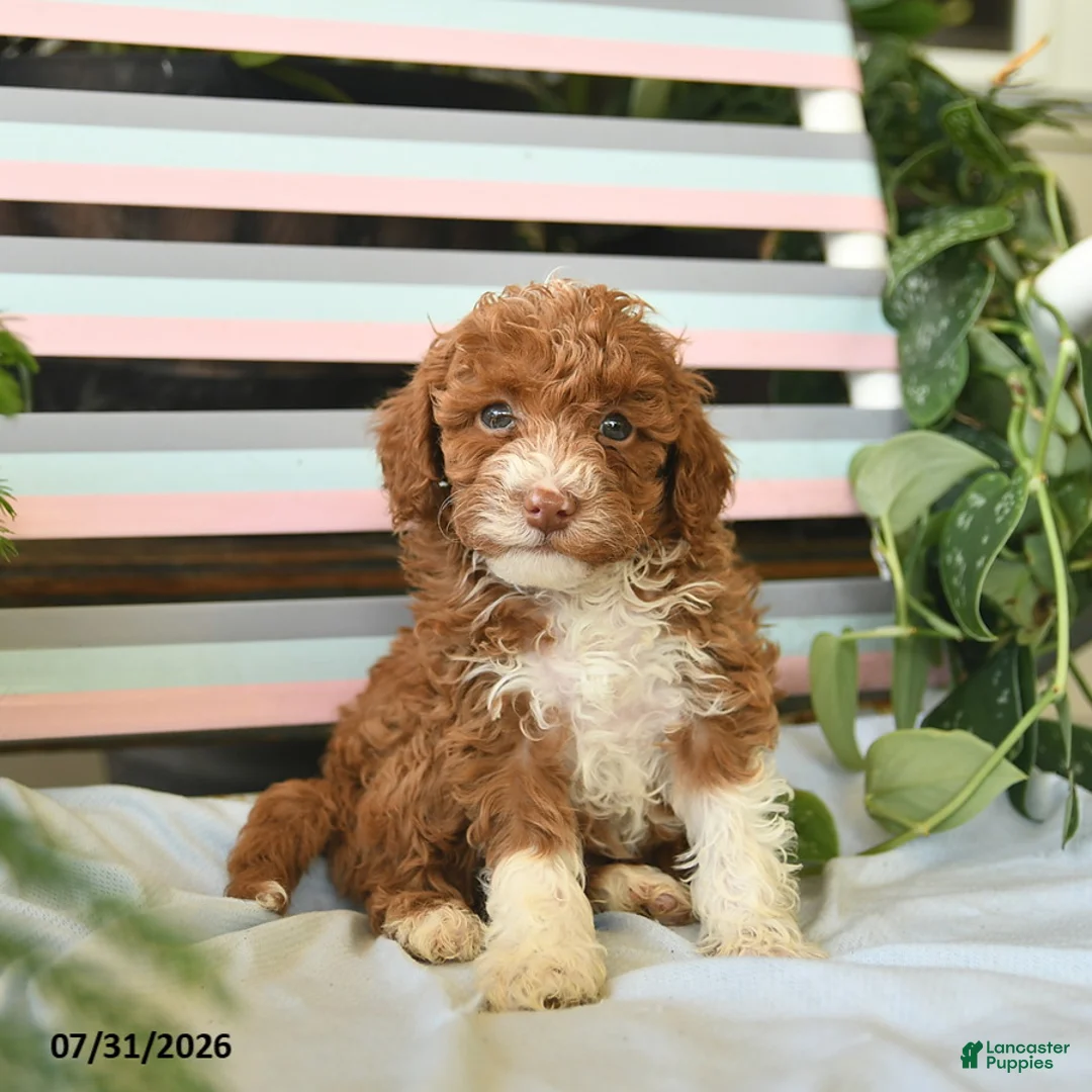 Miniature Poodle dogs for sale: Buttercup  - Ad 2
