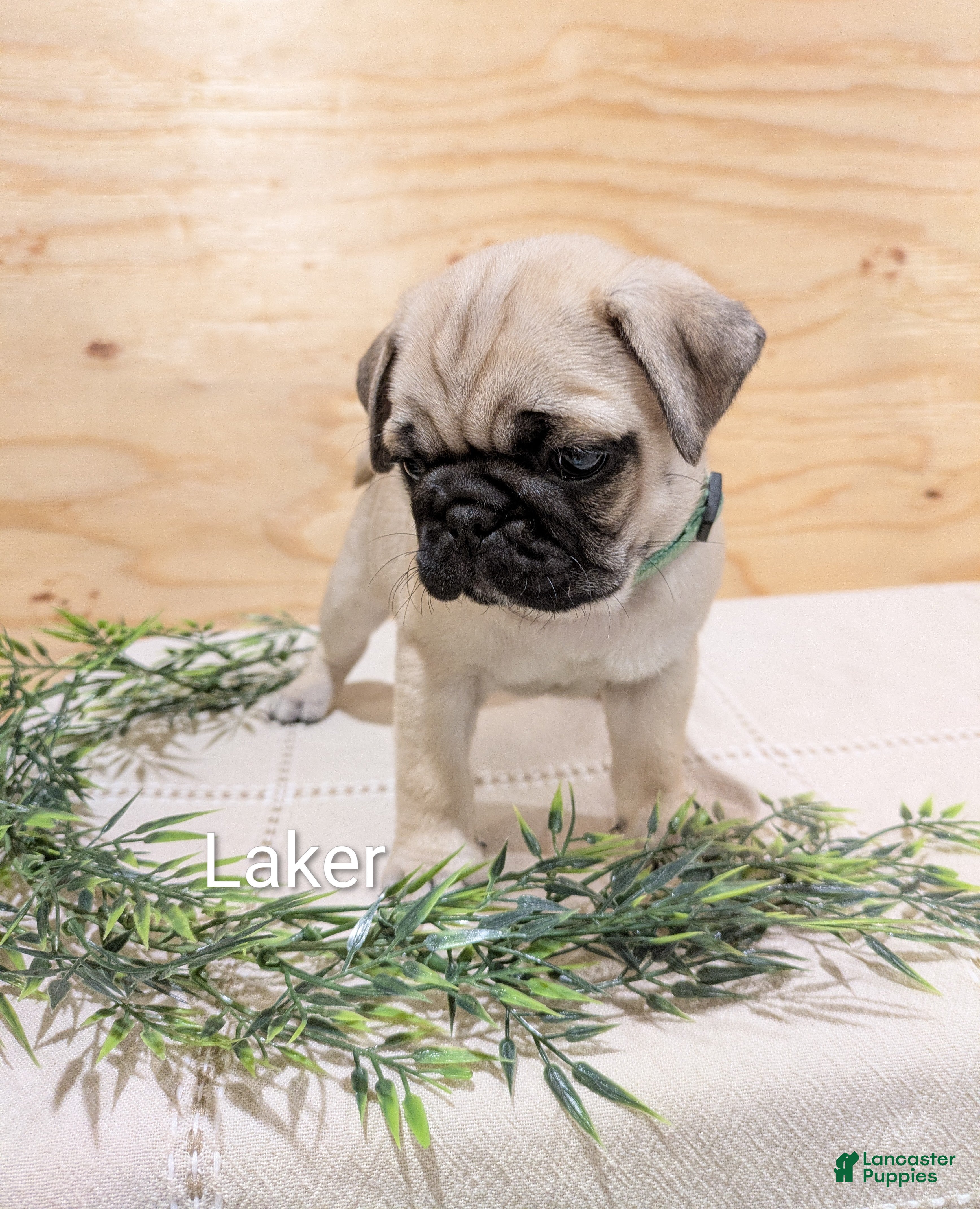 Pug dogs Laker - Ad 1
