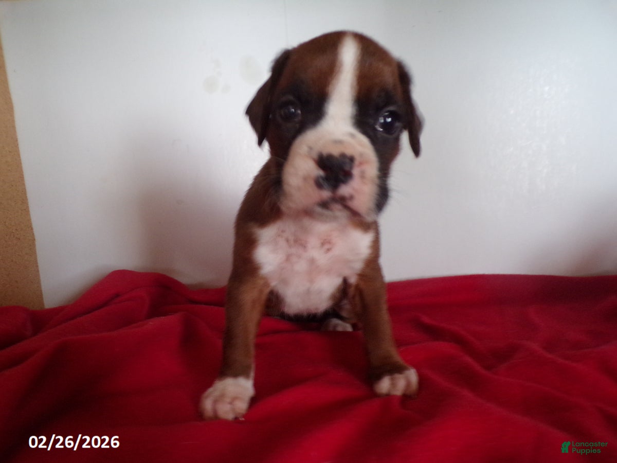 Boxer dogs Chloe - Ad 2