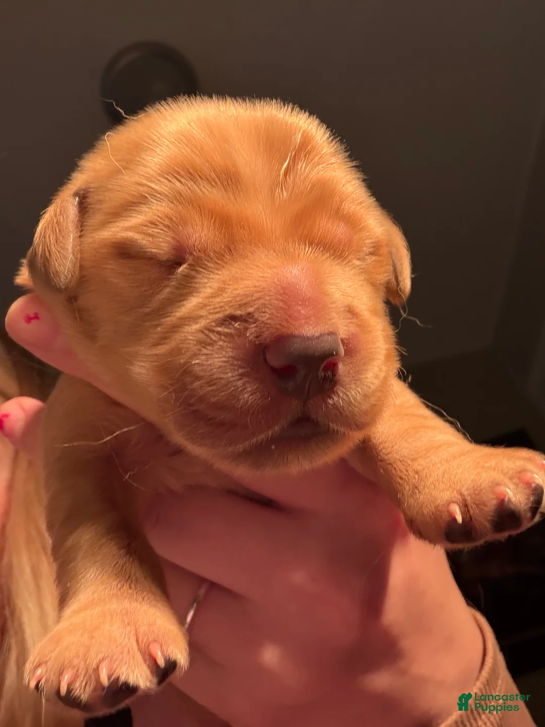 Golden Retriever dogs for sale: Archie - Ad 1