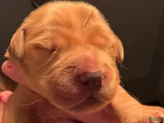 Golden Retriever dogs for sale: Archie - Ad 1