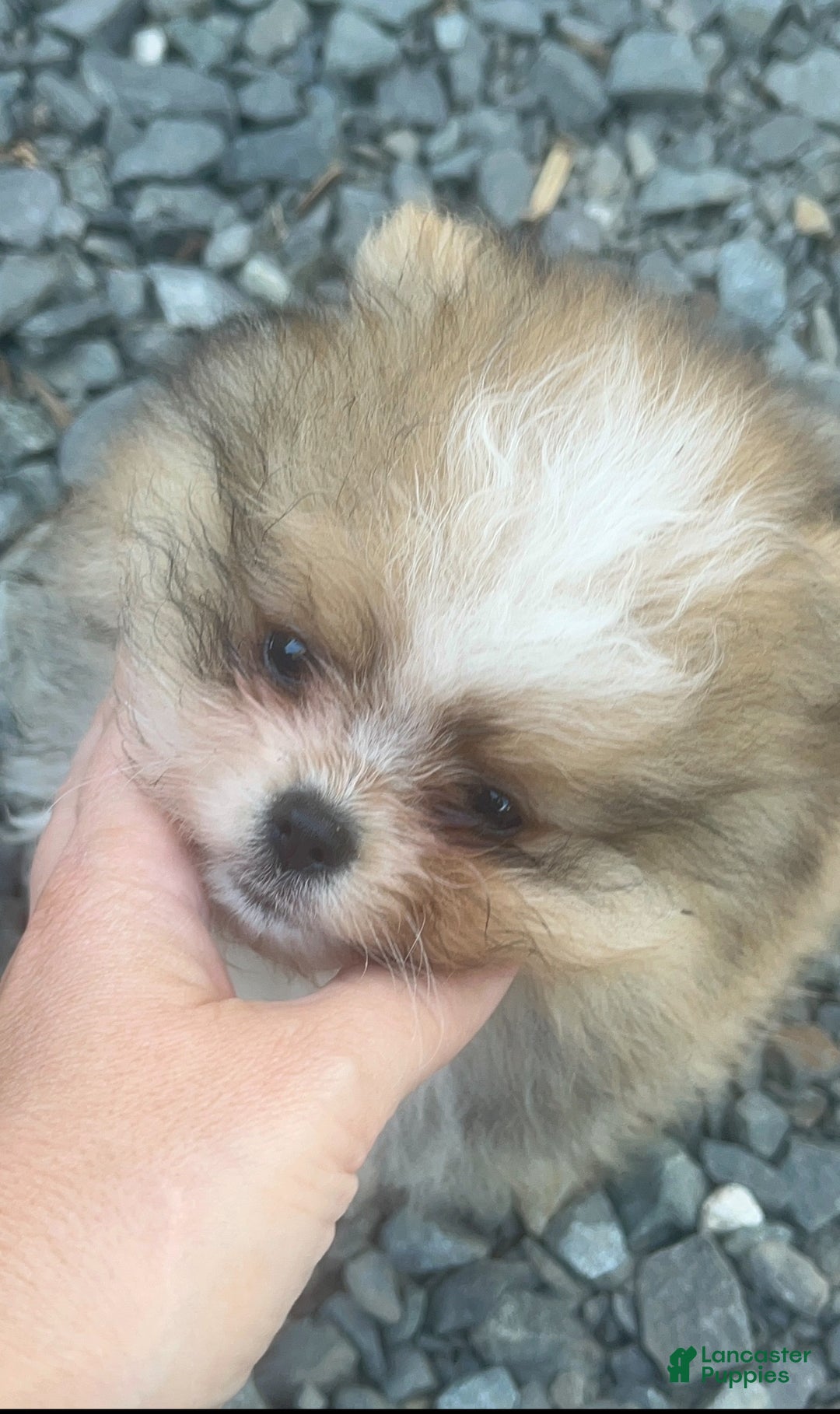 Pomeranian dogs for sale: Pomeranian Puppy 2 - Ad 2