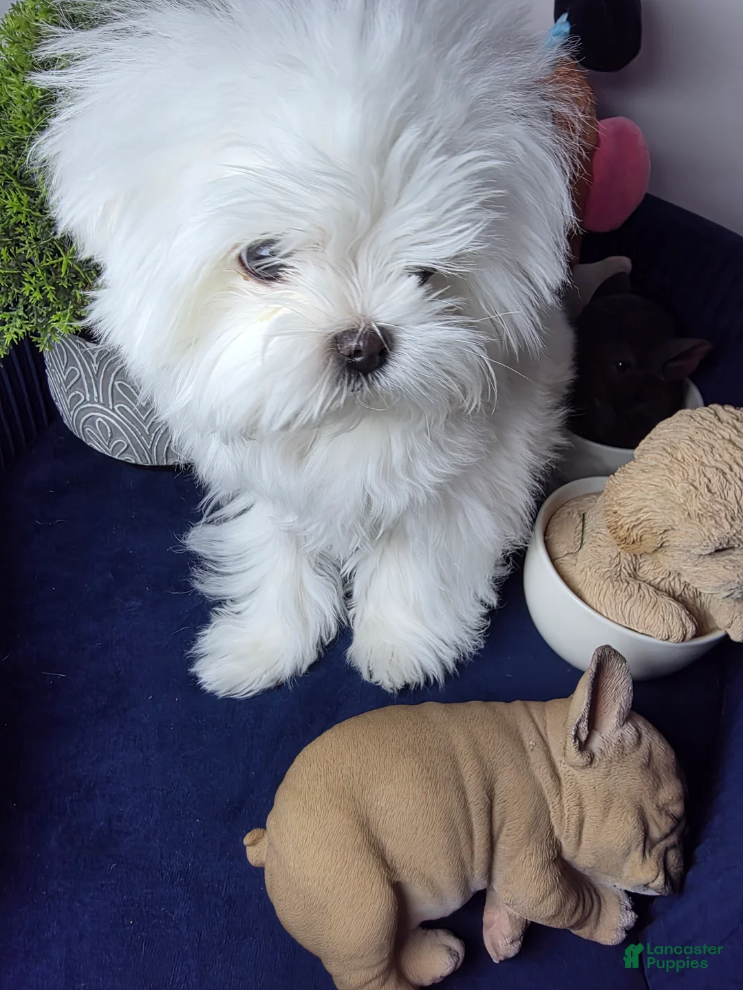 Maltese dogs for sale: Maltese felix - Ad 5