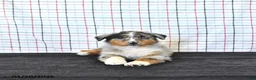 Australian Shepherd dogs for sale: Parker - Ad 5