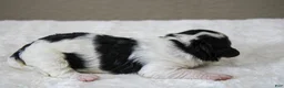 Mini Bernedoodle dogs for sale: Skye  - Ad 3
