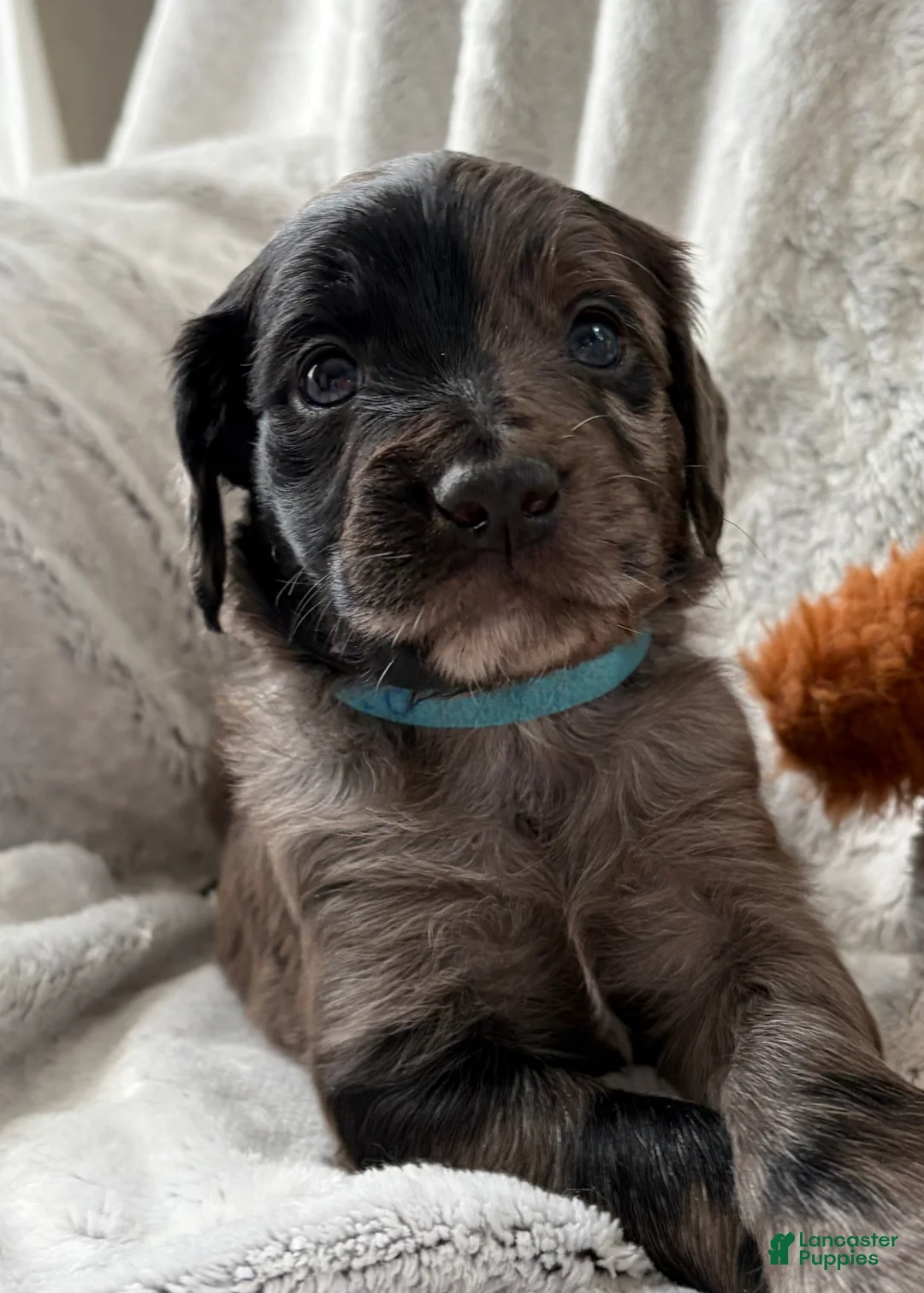 Aussiedoodle dogs for sale: Romeo - Ad 2