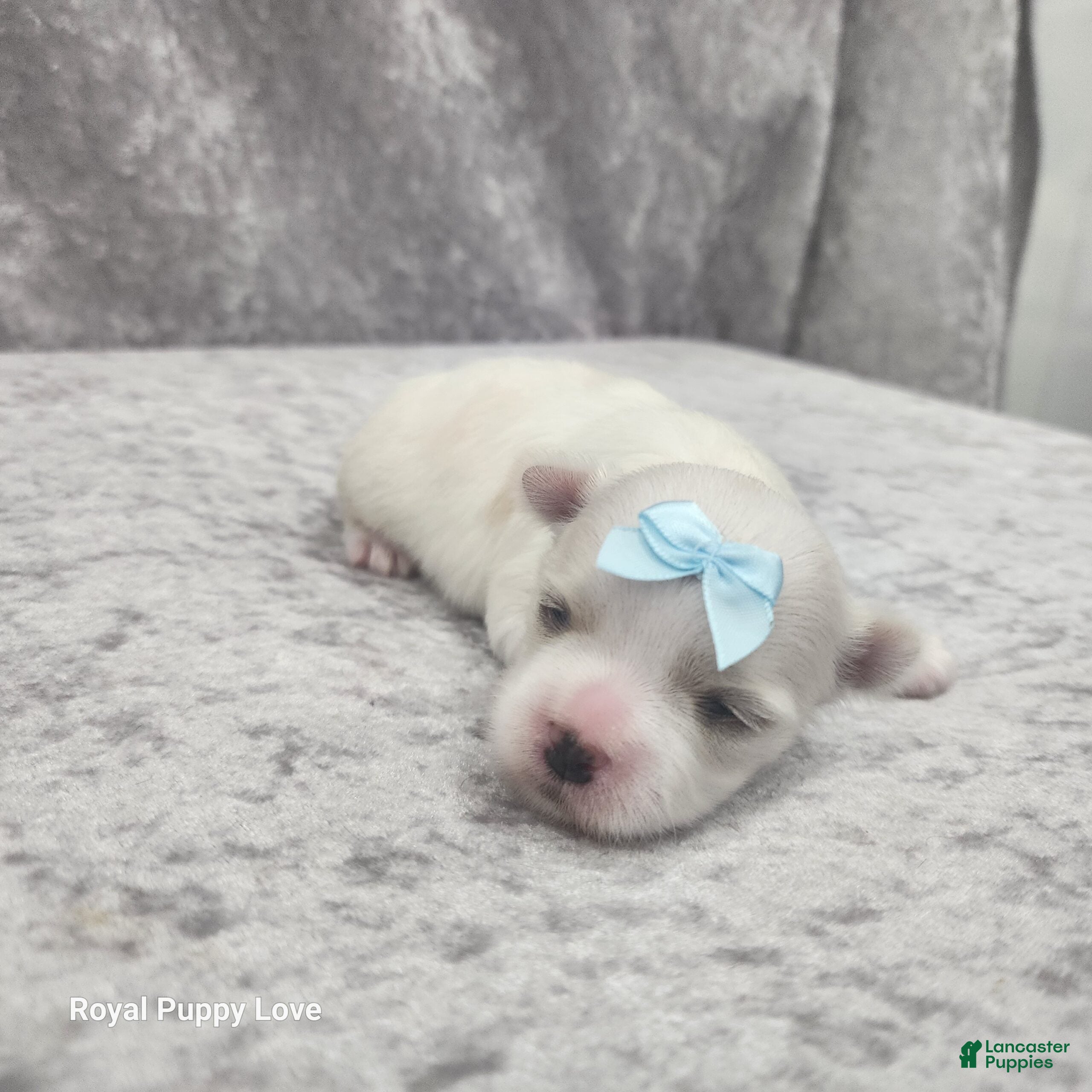 Maltese dogs Skye - Ad 7