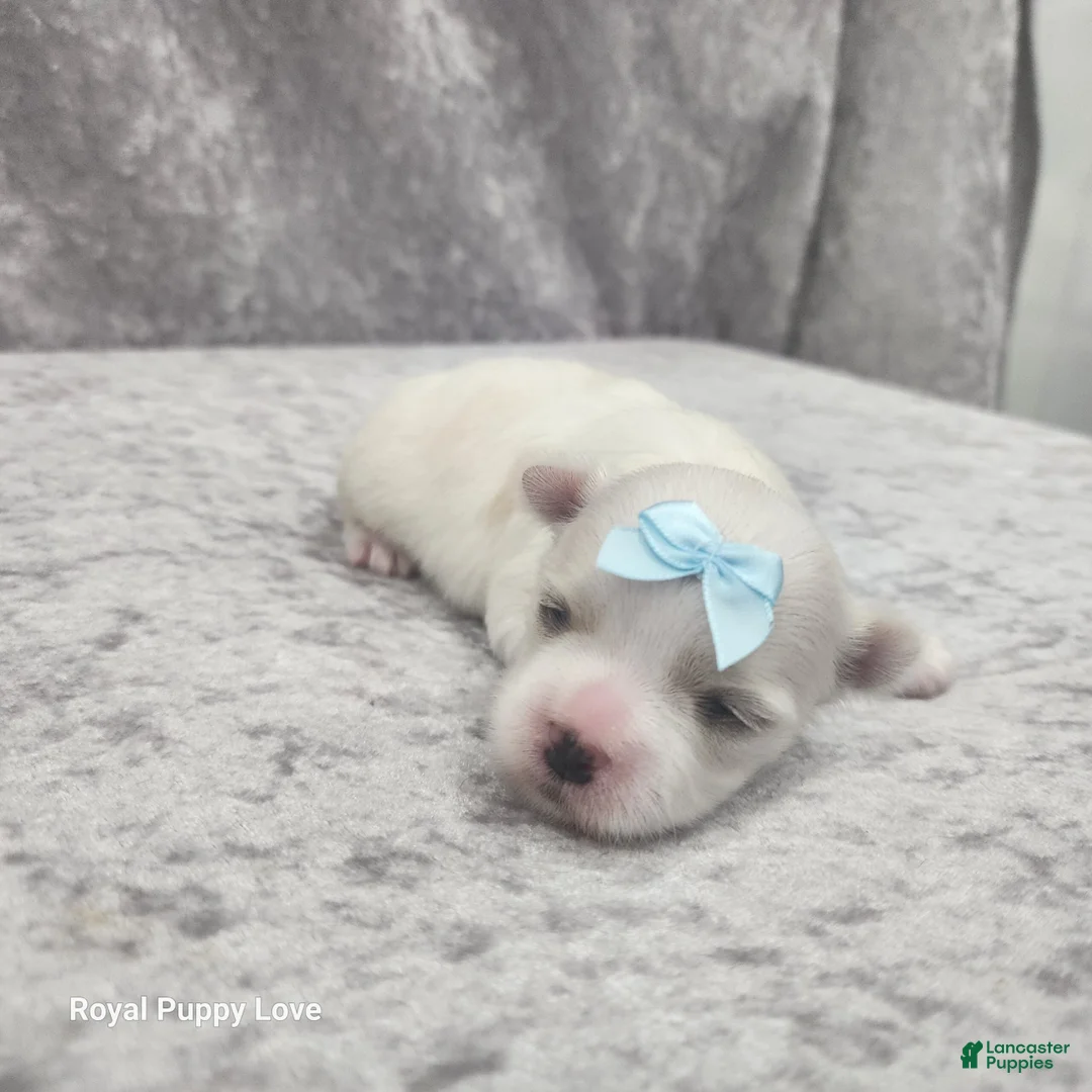 Maltese dogs for sale: Skye - Ad 1