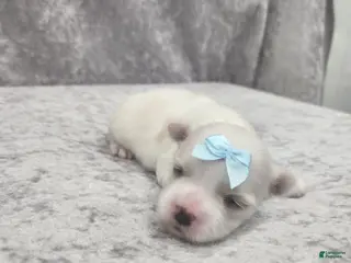 Maltese dogs Skye - Ad 7