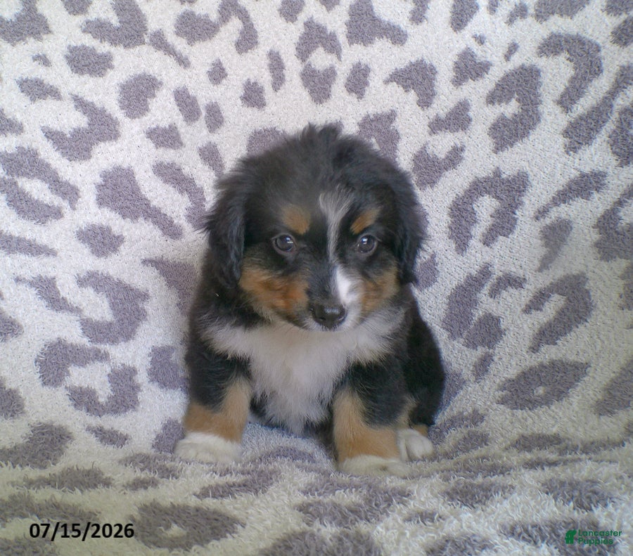 Miniature Australian Shepherd dogs Princess - Ad 1
