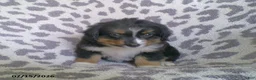 Miniature Australian Shepherd dogs for sale: Princess - Ad 1