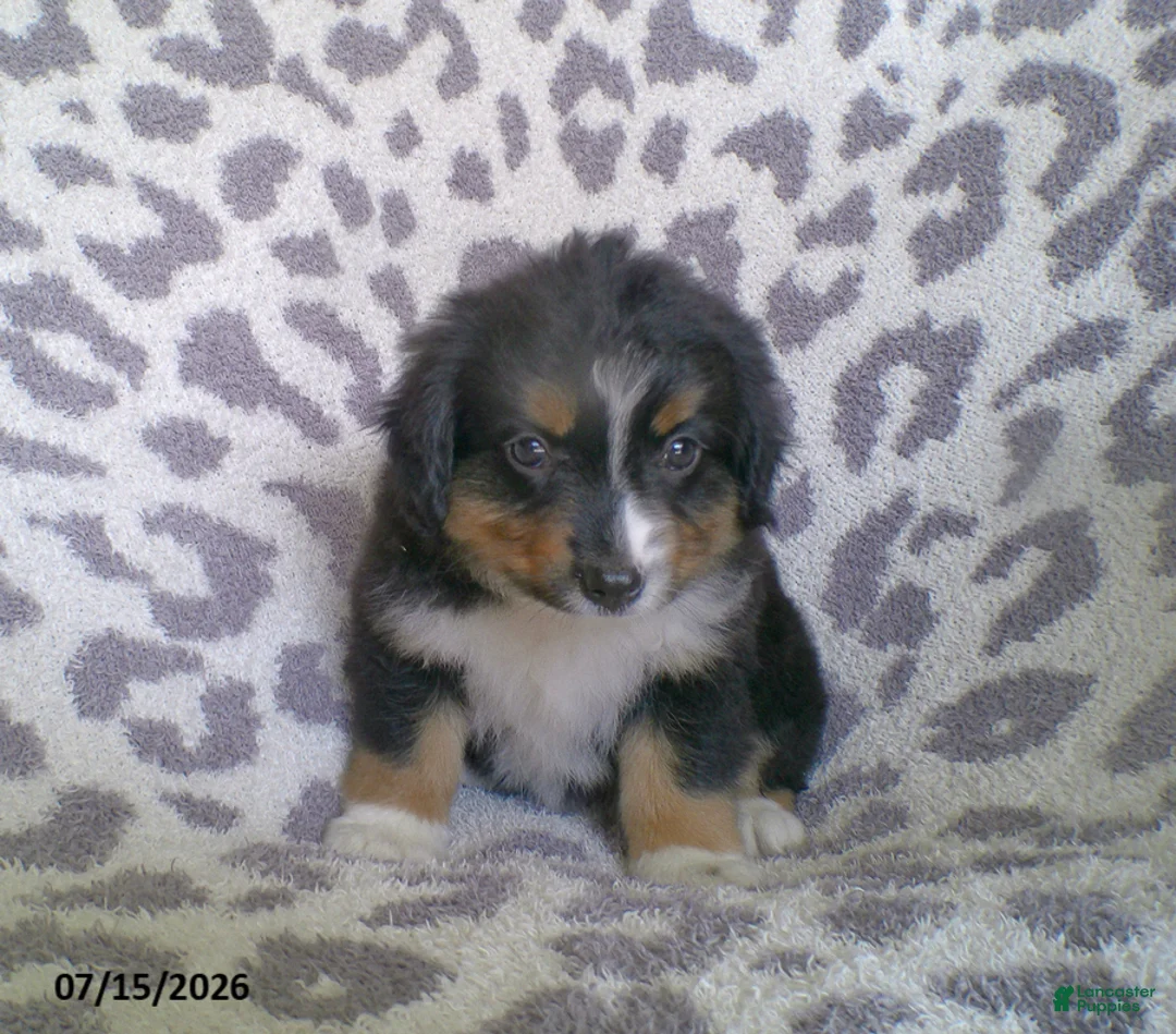 Miniature Australian Shepherd dogs for sale: Princess - Ad 1