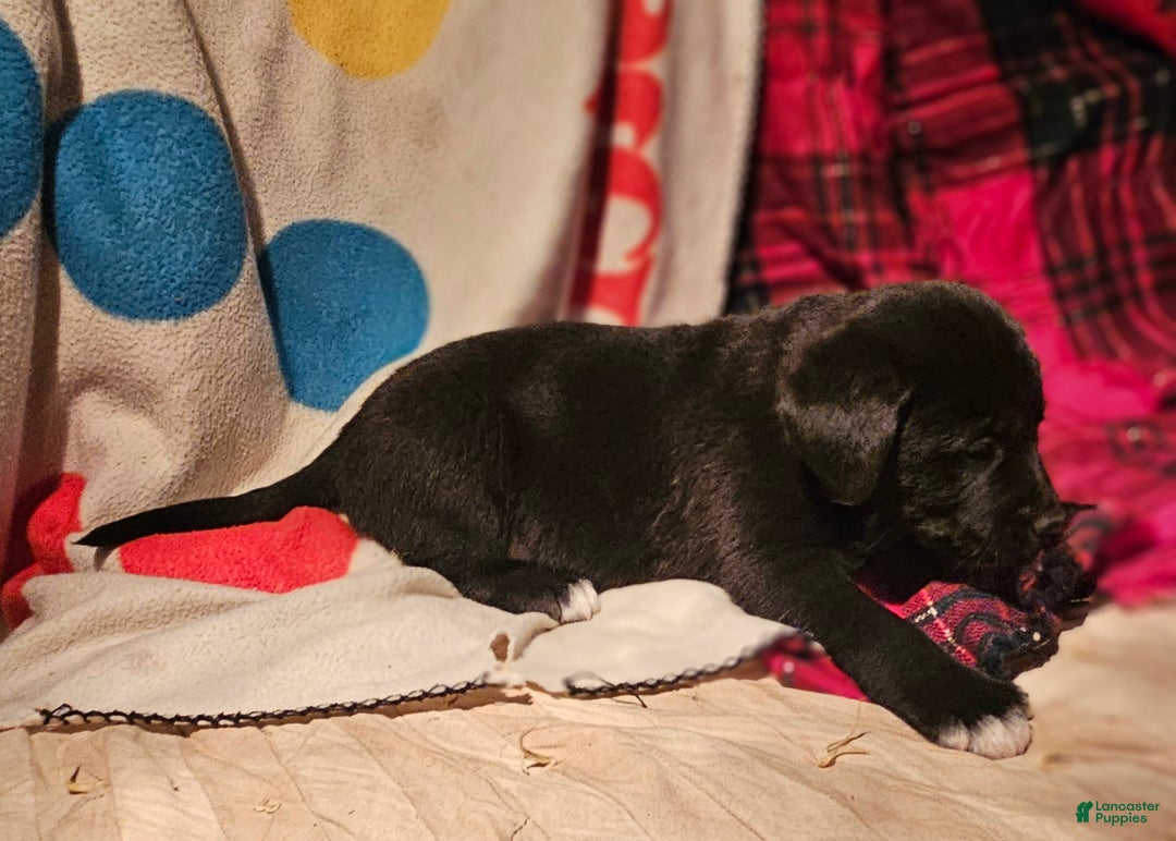 Border Collie dogs for sale: Joker - Ad 11