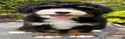Mini Bernedoodle dogs for sale: 🧡IN BOSTON MASSACHUSETTS AREA🧡MINI BERNEDOODLE BOY🧡 - Ad 10