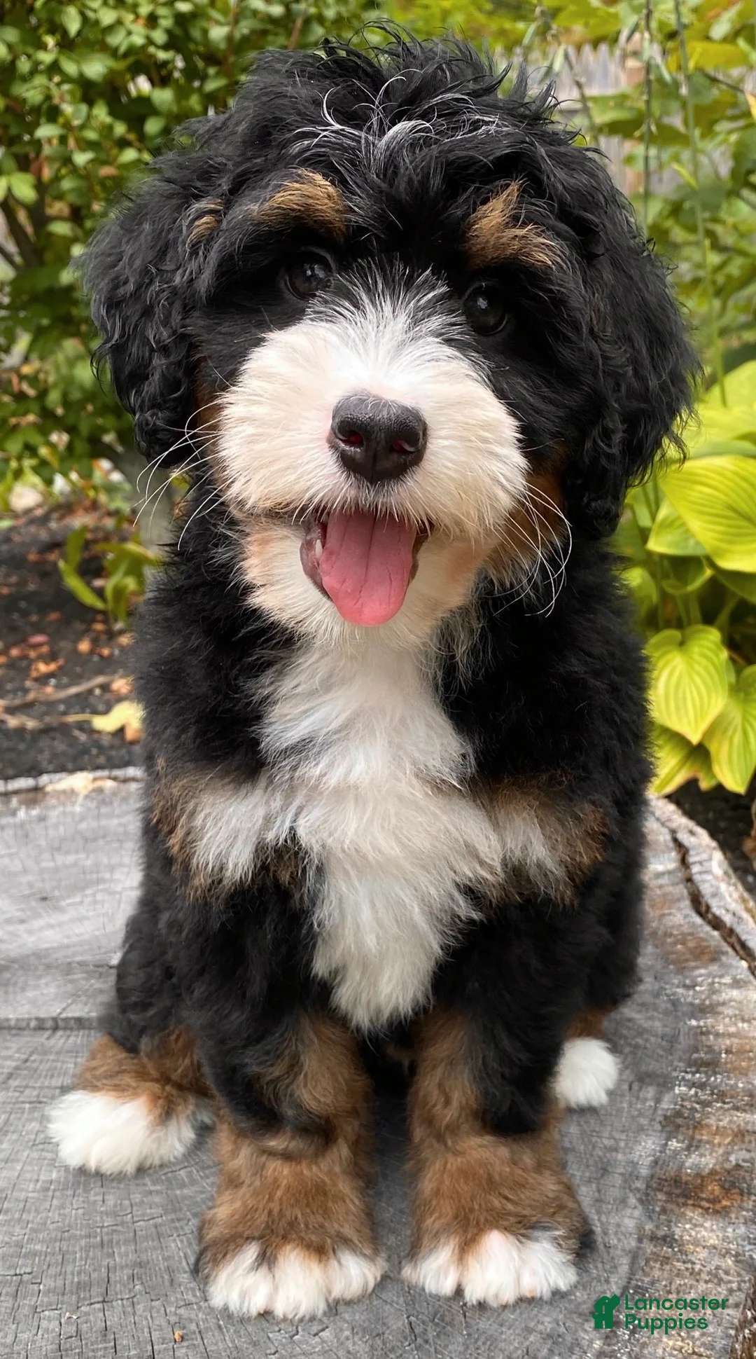 Mini Bernedoodle dogs for sale: 🧡IN BOSTON MASSACHUSETTS AREA🧡MINI BERNEDOODLE BOY🧡 - Ad 10