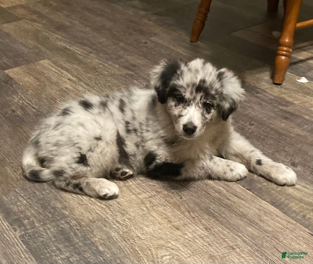 Mixed Breed dogs for sale: Allie - Ad 2
