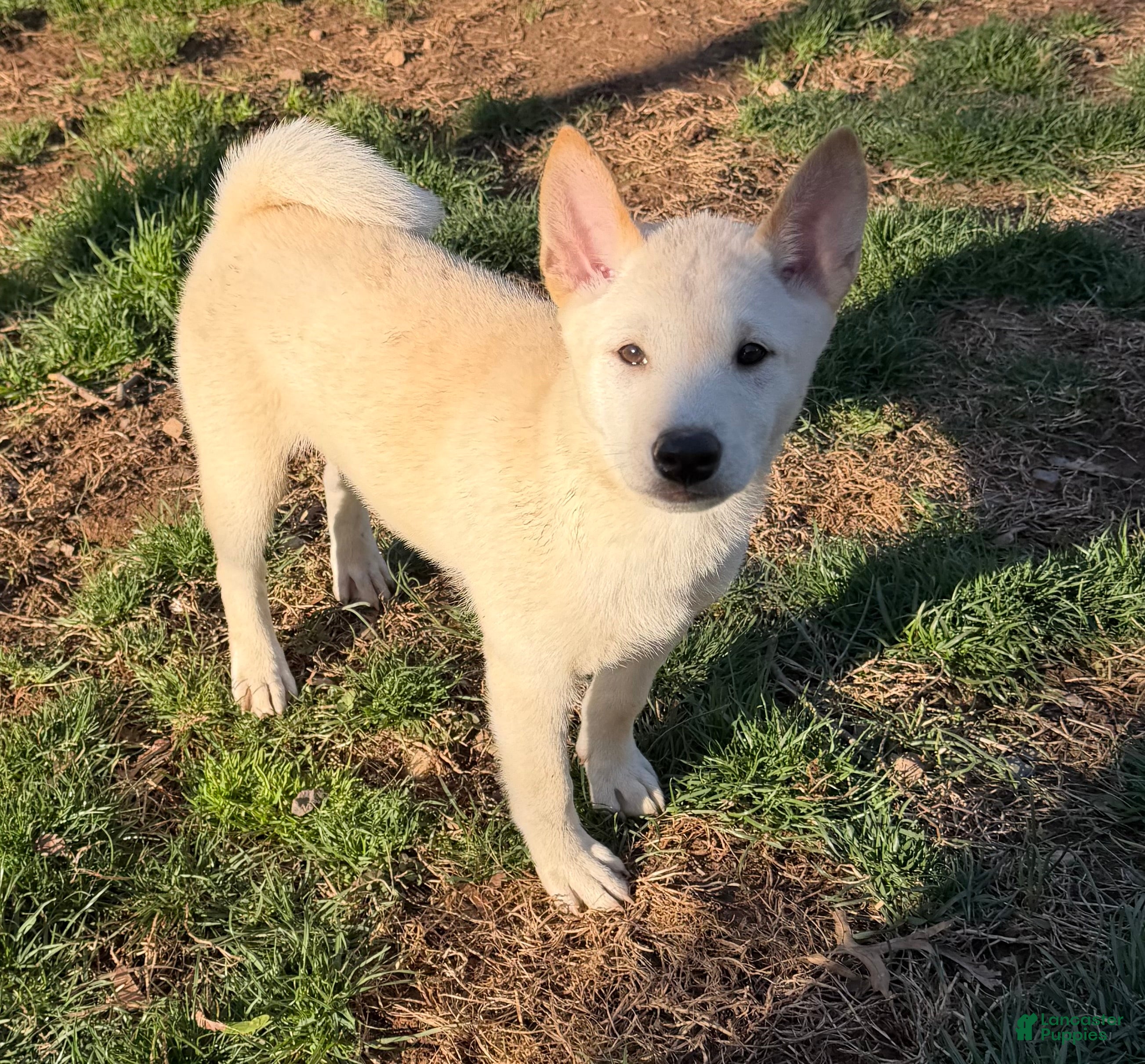 Shiba Inu dogs Sparky - Ad 1