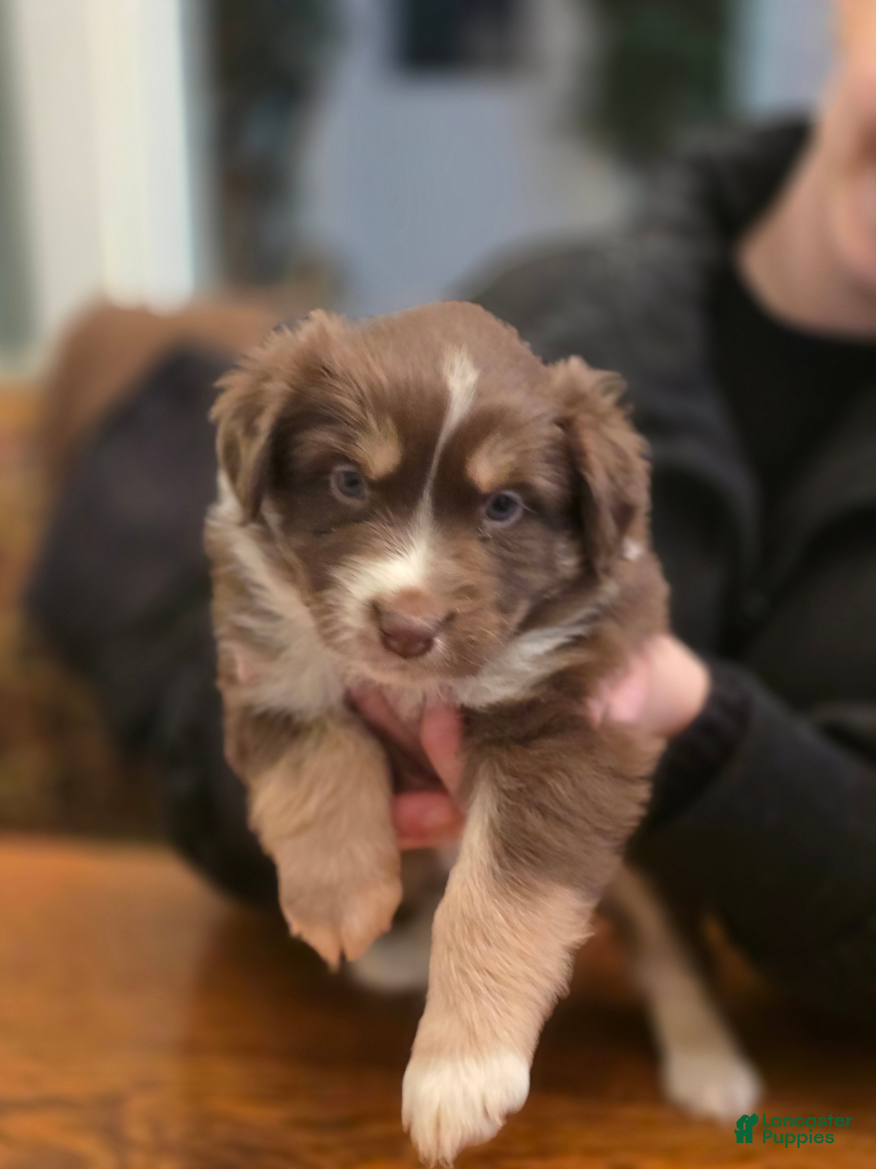 Australian Shepherd dogs Australian Shepherd Puppy 5 - Ad 36
