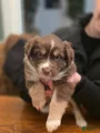 Australian Shepherd Puppy 5