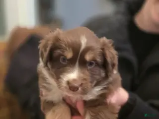 Australian Shepherd dogs Australian Shepherd Puppy 5 - Ad 36