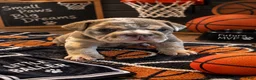 English Bulldog dogs for sale: LaMello  - Ad 1