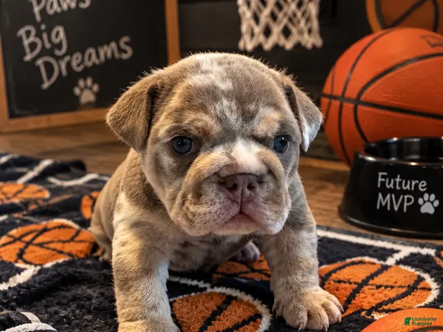 English Bulldog dogs for sale: LaMello - Ad 8