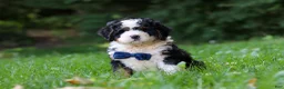 Mini Bernedoodle dogs for sale: Graham - Ad 7