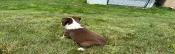 Miniature Australian Shepherd dogs for sale: Miniature Australian Shepherd Puppy 5 - Ad 11