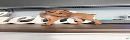 Miniature Pinscher dogs for sale: Miniature Pinscher 2 - Ad 3