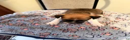 Mixed Breed dogs for sale: Mixed Breed 2 - Ad 11