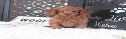Miniature Poodle dogs for sale: Miniature Poodle Trixie - Ad 2