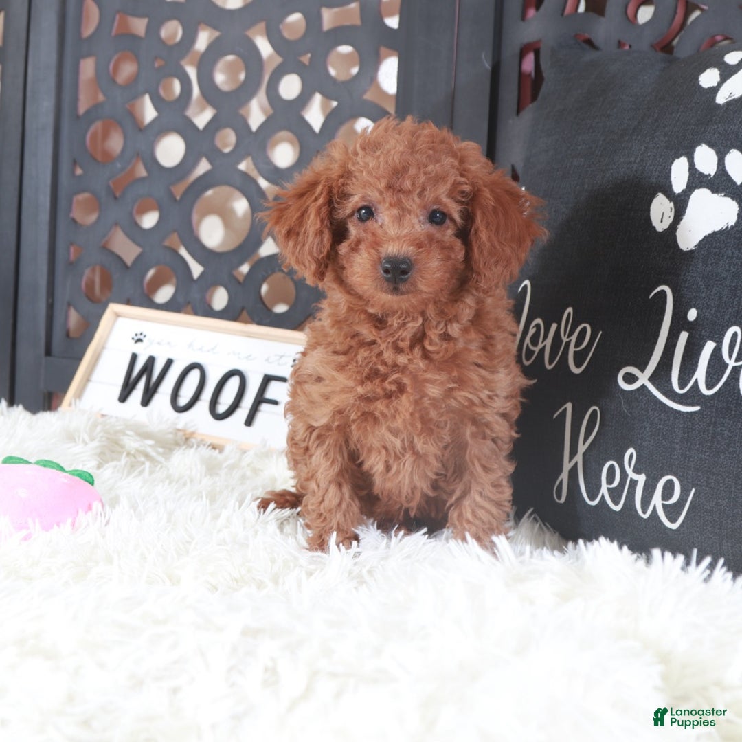 Miniature Poodle dogs for sale: Miniature Poodle Trixie - Ad 2