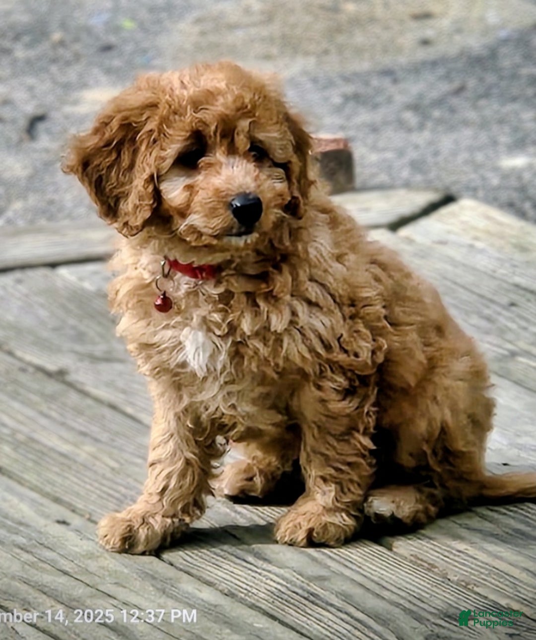 Mini Goldendoodle dogs for sale: Sparky - Ad 1
