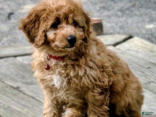 Mini Goldendoodle dogs Sparky - Ad 12