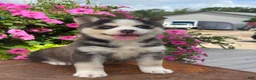 Pomsky dogs for sale: Sage - Ad 3