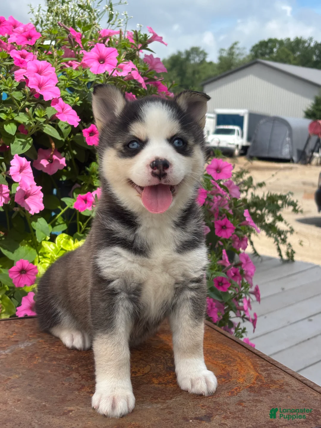 Pomsky dogs for sale: Sage - Ad 3