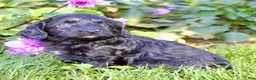 Cavapoo dogs for sale: Fifi Female Cavapoo - Ad 7